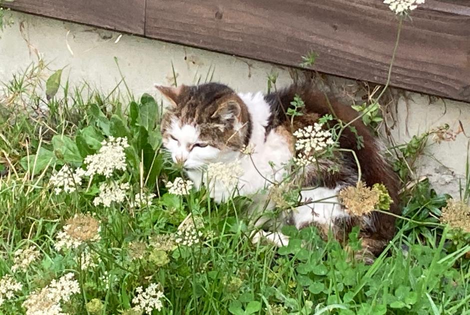 Fundmeldung Katze Unbekannt Aurseulles Frankreich