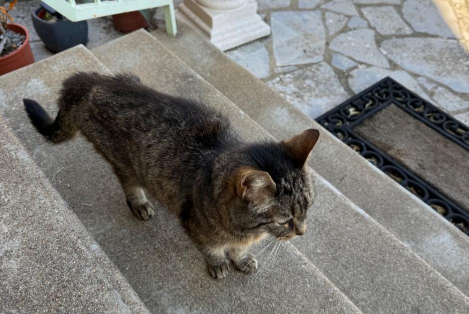 Fundmeldung Katze  Unbekannt Luisant Frankreich