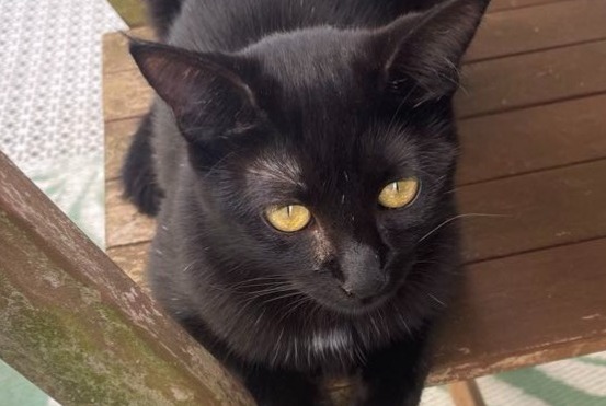 Disappearance alert Cat  Female , 1 years Dijon France