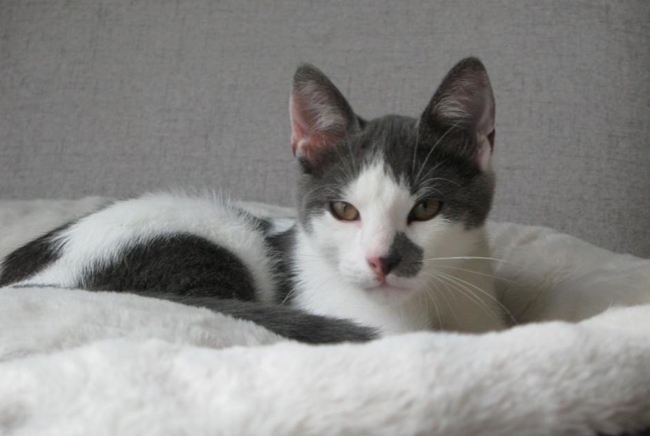 Disappearance alert Cat miscegenation Male , 0 years Lille France