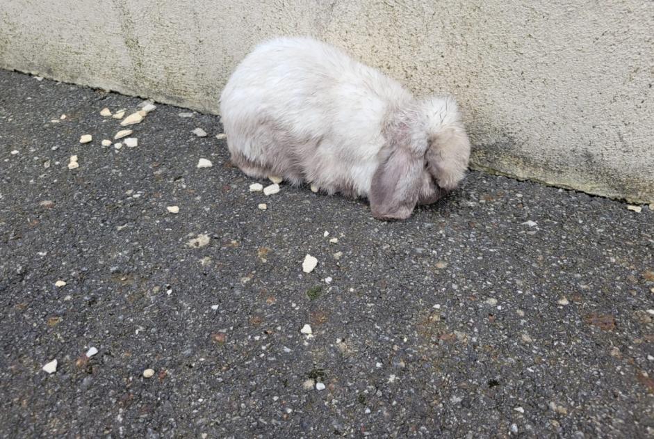 Discovery alert Rabbit Unknown Chatonnay France