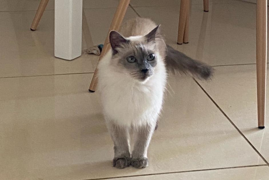 Alerta de Desaparición Gato  Hembra , 14 años Narbonne Francia