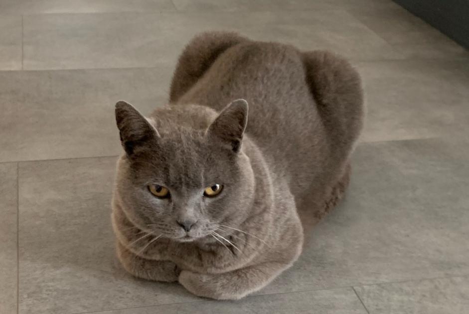 Alerta de Desaparición Gato  Macho , 10 años Saint-Viâtre Francia