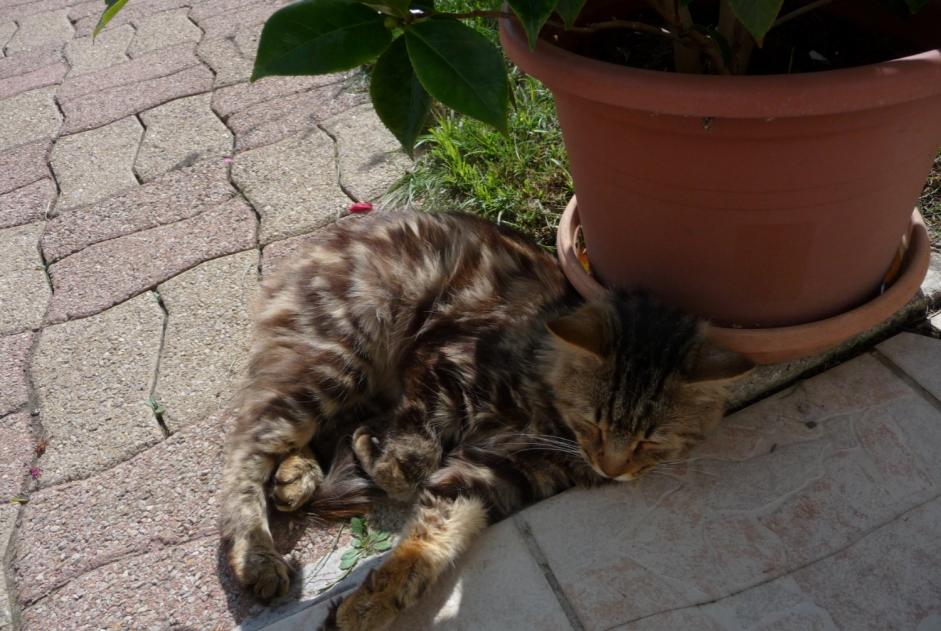 Alerta de Hallazgo Gato Desconocido Eppes Francia