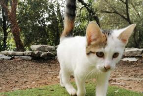 Alerta de Hallazgo Gato Hembra Bonifacio Francia