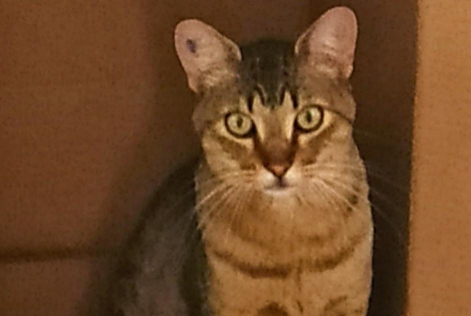 Alerte Disparition Chat croisement Mâle , 5 ans Nice France