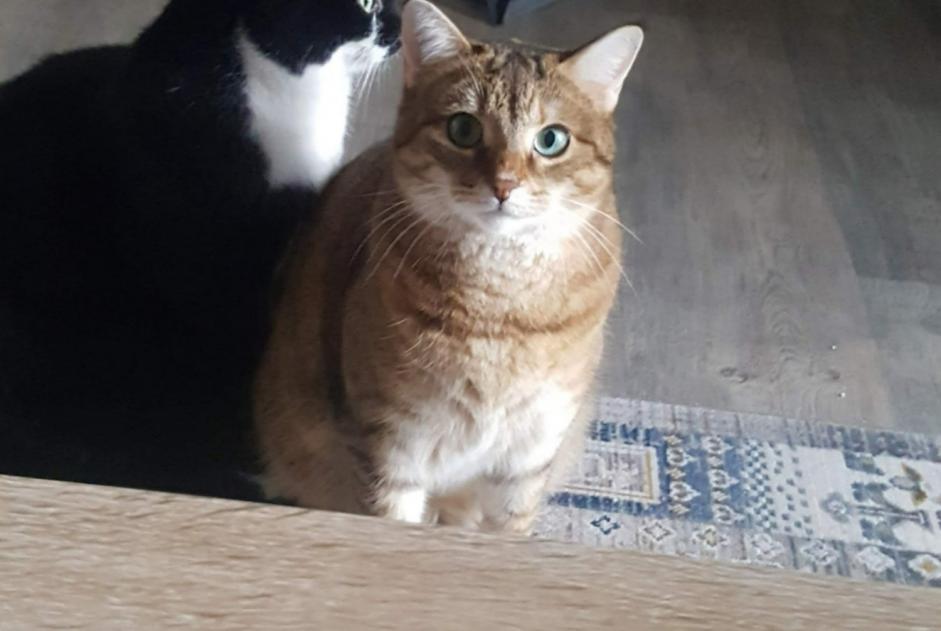 Alerte Disparition Chat  Femelle , 2 ans Ballancourt-sur-Essonne France