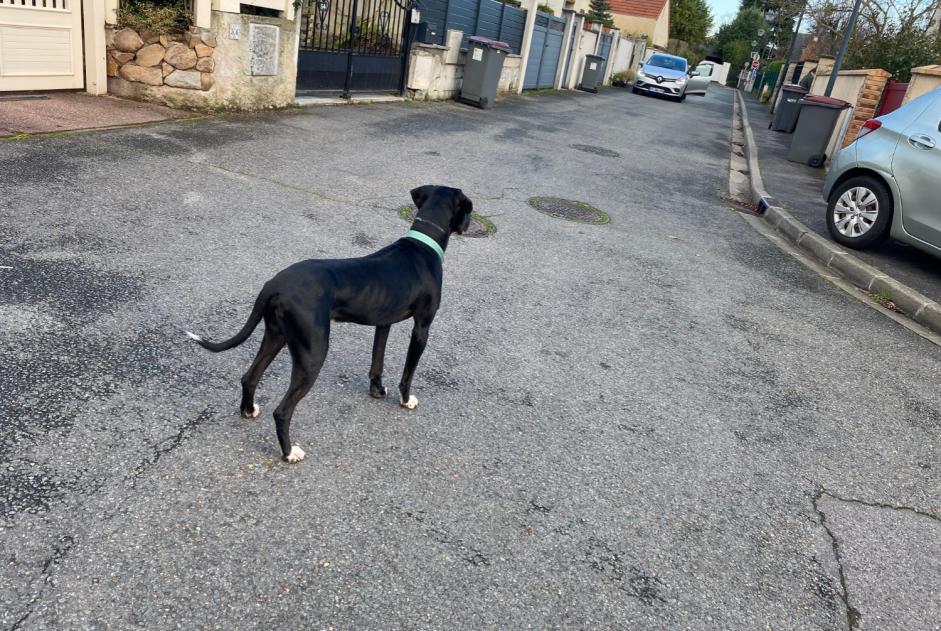 Ontdekkingsalarm Hond Mannetje Palaiseau Frankrijk