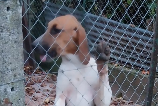 Ontdekkingsalarm Hond  Mannetje Usson-du-Poitou Frankrijk