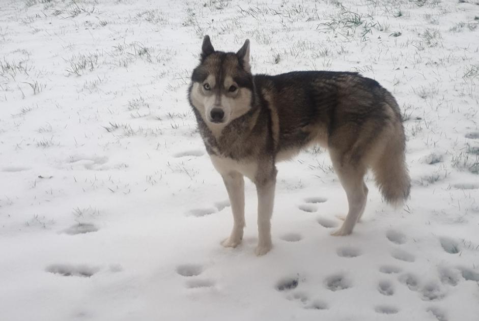 Verdwijningsalarm Hond  Mannetje , 8 jaar Hantay Frankrijk