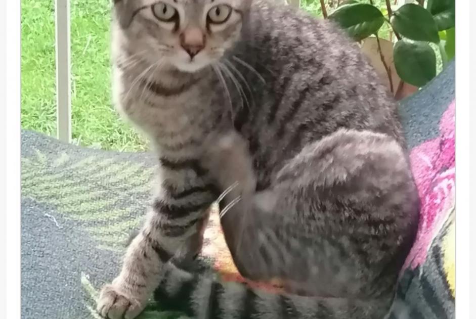 Alerta descoberta Gato Macho Joué-lès-Tours France