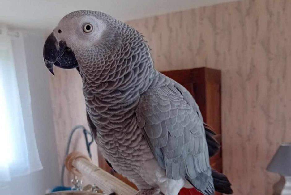 Alerta desaparecimento Outro perroquet gris du Gabon Fêmea , 2024 anos Cléden-Cap-Sizun France